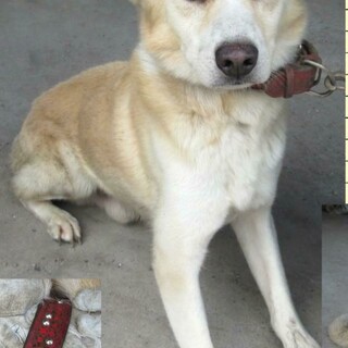 なつっこいこお迎えきませんでした