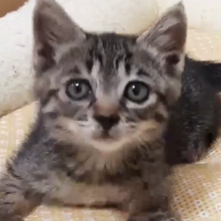 里親さんが決まりました！