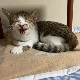 キジ白風味べっぴんな子猫♀