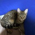 身体の模様が華やかな可愛いキジトラ風味の子猫♀