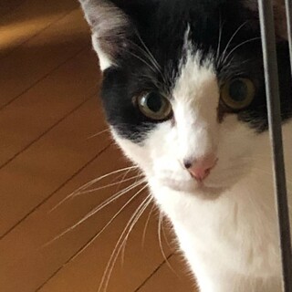 小型犬と猫と仲良しだけど見知りのポンちゃん