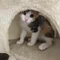 生後3ヶ月の子猫達(残り茶色1匹です)