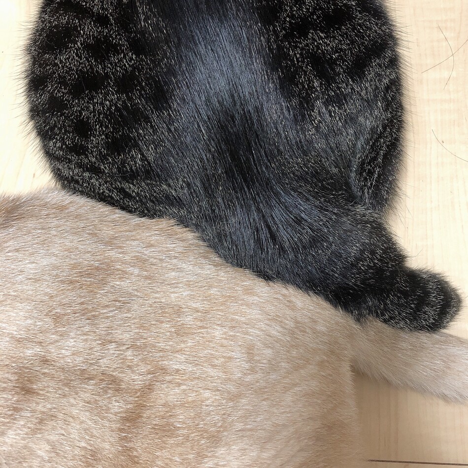 プク狸ぽちゃんのカバー写真