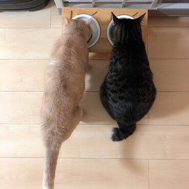 仲良く夜ご飯タイム