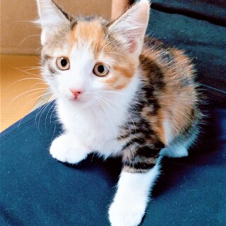 可愛い美猫のミケちゃん❣