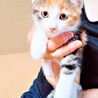 可愛い美猫のミケちゃん❣ サムネイル2