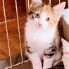 可愛い美猫のミケちゃん❣ サムネイル5
