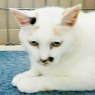 人馴れ勉強中の賢い子です。