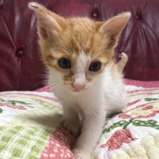 愛嬌ありありあまえんぼうの茶白くん　１カ月