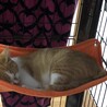 うめあきさん
