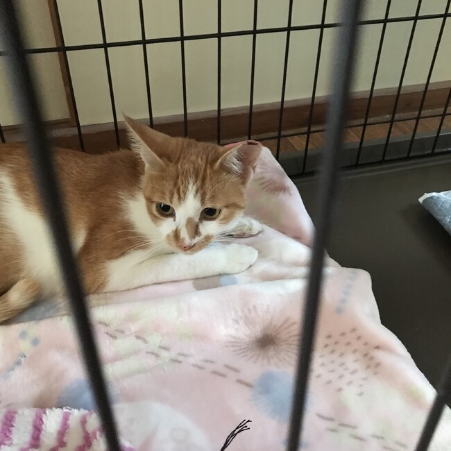 うめあきのカバー写真