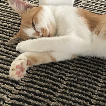 いつもスヤスヤ。。よく寝ます
