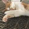 いつもスヤスヤ。。よく寝ます