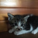 生後3週間 ふわふわぬいぐるみ子猫