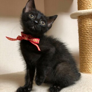 1ヶ月半位　可愛い白と黒の兄妹　ロク君