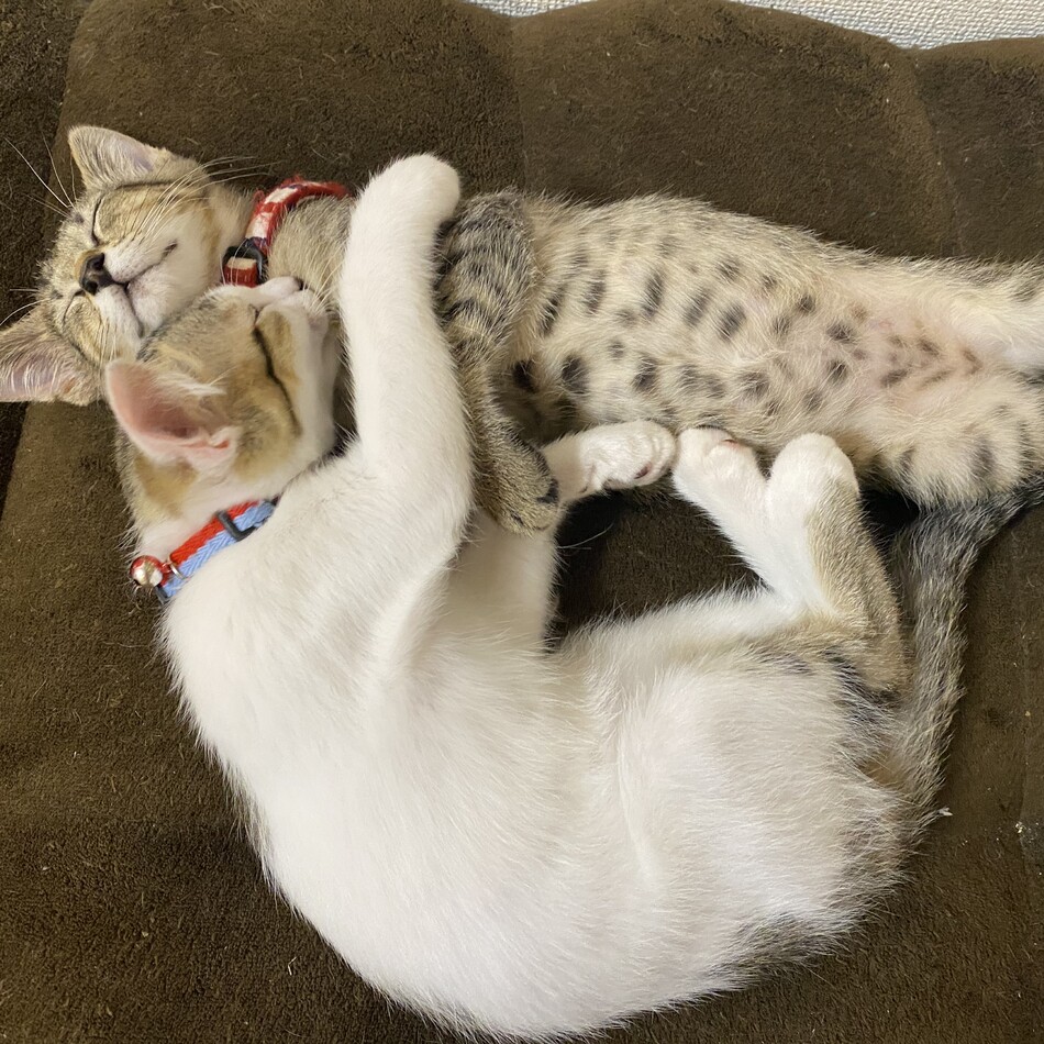 テンのカバー写真