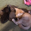 子猫7匹兄弟★家族になろう作戦