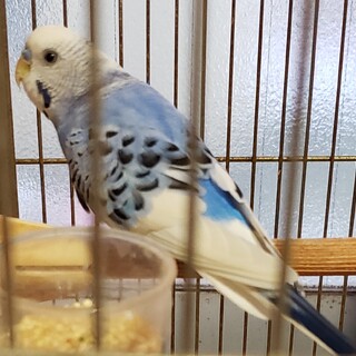 セキセイインコの里親募集