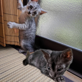 仲良し兄妹☆２匹一緒に