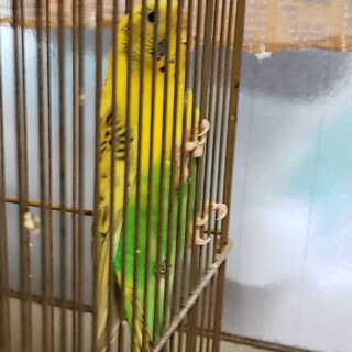 セキセイインコの里親募集