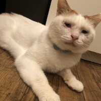 万年青(オモト)