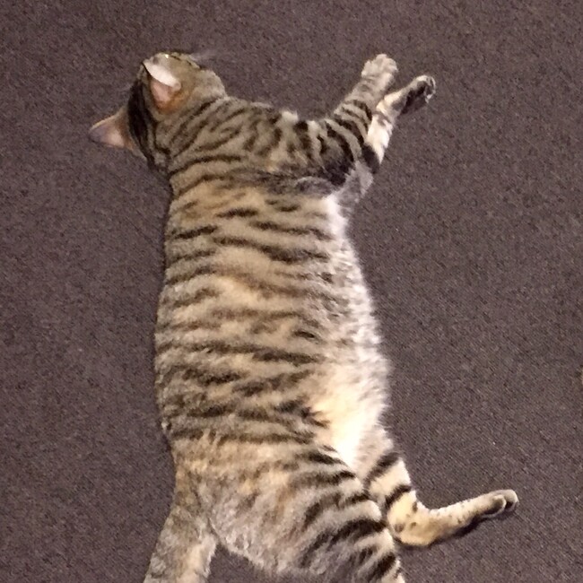 あこ1228のカバー写真