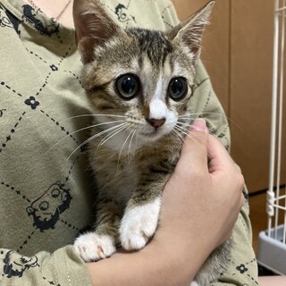 ジェリー君【募集一時停止】