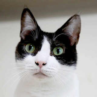 撫でなで好きに進化中！はち