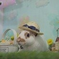 うさぎの里親募集です。