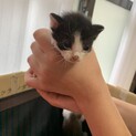 可愛がってくださると嬉しいです