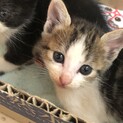 生後4週目くらい５兄妹のモモちゃん！