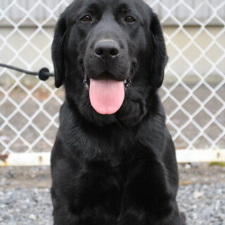 5才０か月　※大型犬飼育経験者希望　※地域外は不可