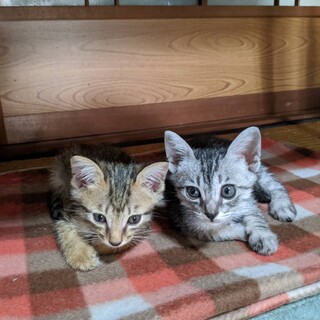 おっとり仲良し兄妹☆２匹一緒に