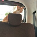 駐車場で弱っていた野良猫ちゃん(去勢済)
