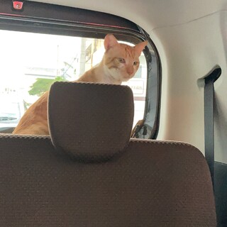 駐車場で弱っていた野良猫ちゃん(去勢済)