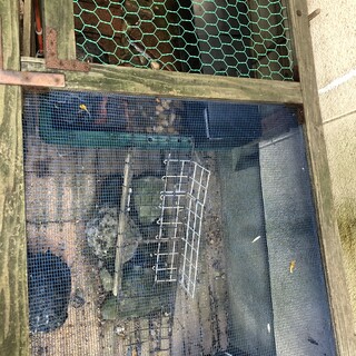 ミドリ亀3匹（30cm位）の里親さんを募集