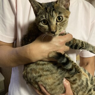 人が大好き‼️賢いキジサビちゃんで〜す