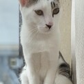 まっちゃ