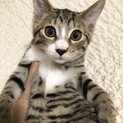 お顔が可愛いキジシロ君♂生後４ヶ月