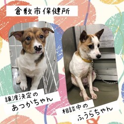 「2020年9月23日の倉敷→全頭譲渡決定！」サムネイル3