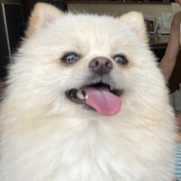 マロン