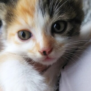 生後1ヶ月半の子猫6兄妹♡三毛ちゃん2