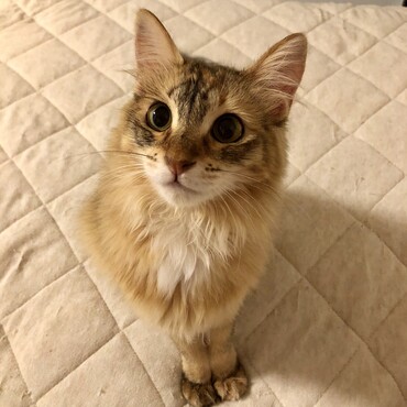 いつも姿勢がよく、前足を揃えるタイプの人です