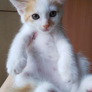 生後1ヶ月半の子猫6兄妹♡白の多い白茶ちゃん