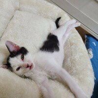 くろまめ
