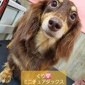 ダックス♪くりちゃん♪里親絶賛募集中！