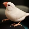ピッピ