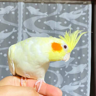 ピィさんの写真