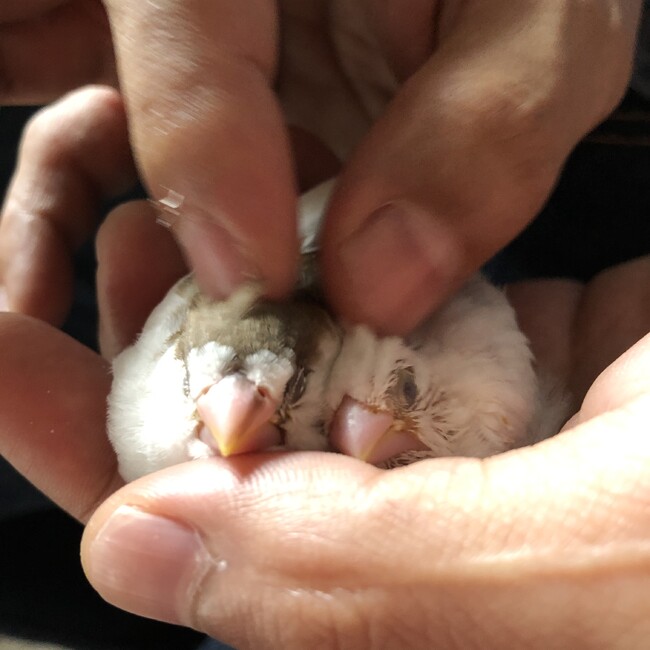 永吉　由実のカバー写真