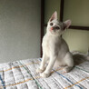 募集一時停止　真っ白猫☆甘えん坊男子　白竜くん サムネイル2